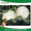 Suntoday Easy picking Round shape very soft flesh sale vegetable hybrid F1 melon vegetable harvester seeds(18013)